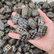 中华草龟活物小草龟外塘精品草龟长寿龟观赏龟小乌龟便宜宠物批发