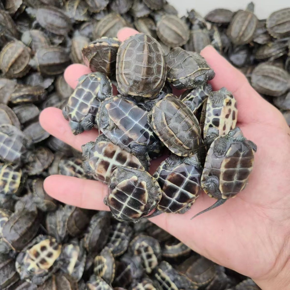 中华草龟活物小草龟外塘精品草龟长寿龟观赏龟小乌龟便宜宠物批发