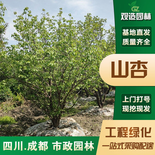 Mountain Apricot Saplings Sichuan Landscaping Courtyard Road Engineering Scenic Spot Road Municipal Park Planting Ground Fruit Trees