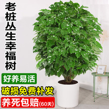 �Ҹ���͏d�������҃Ⱥ��B�����辰ƽ����Gֲ�k�����ļ�����ֲ��