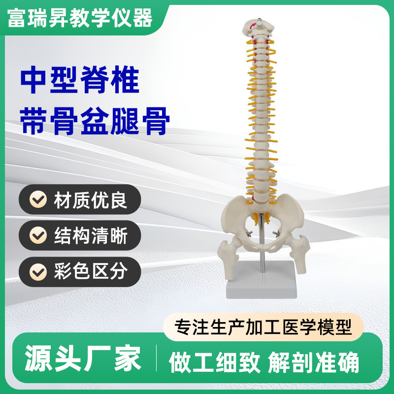 Medium-Sized Spine with Pelvic Leg Bone Medical Teaching Aids Human Spine Model Medical Nerve Skeleton Teaching Model Medium-Sized Spine with Pelvic Leg Bone Medical Teaching Aids Human Spine Model Medical Nerve Skeleton Teaching Model