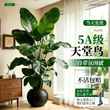 天堂鸟客厅大盆栽鹤望兰高级感室内落地式大型绿植物四季常青盆景