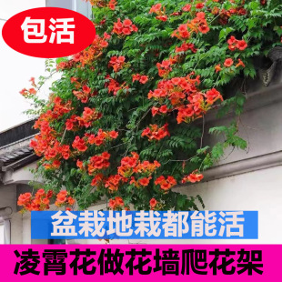 �����������������҃���ͥԺ�e��ֲ��������Ԯ�ļ��_���ܝ������