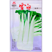 种都雪白实芹种子 白色实心芹菜耐热耐寒高产抗病特色蔬菜种子