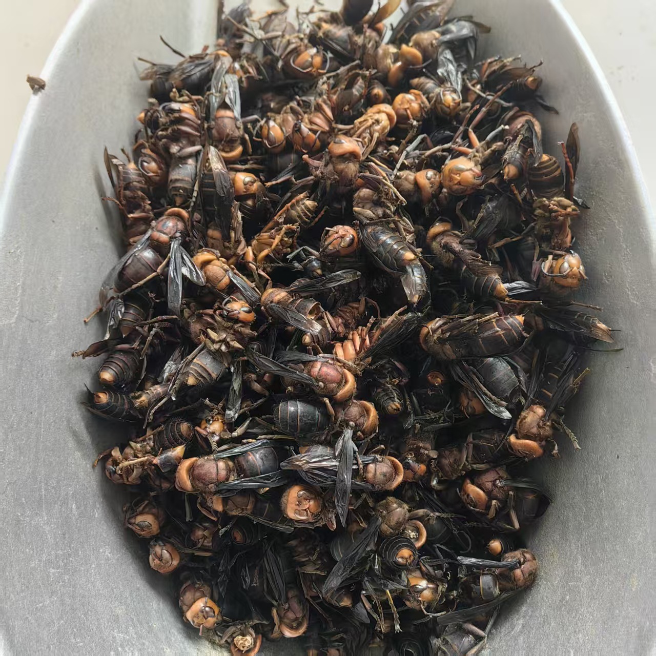 Dried Wasp Hornet Whole Body Hu Tou Feng Traditional Chinese Herb Natural Sun Dried Sichuan Origin 1000g key features