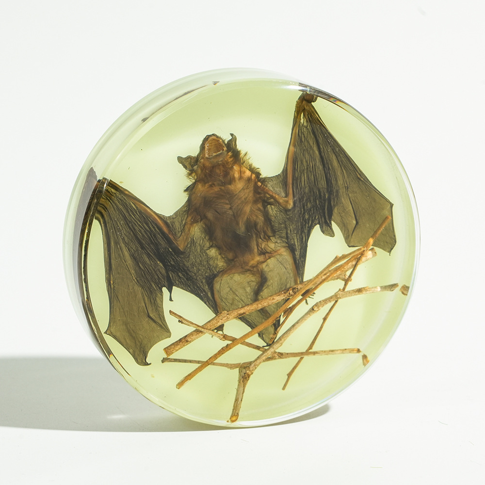 Night light] bat roosting scene