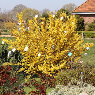 һ�����l�B�N������ӭ��������ͥԺ�G��������ľ�B�N������ӭ����