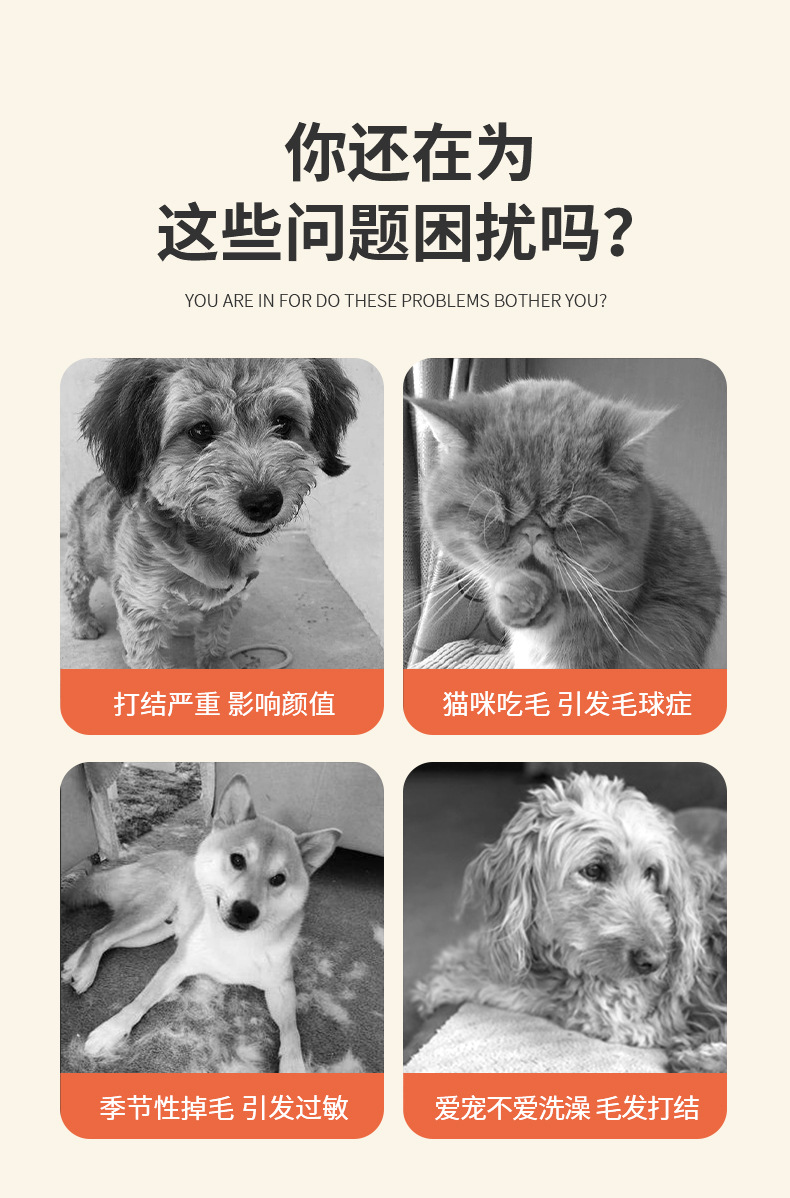 宠物