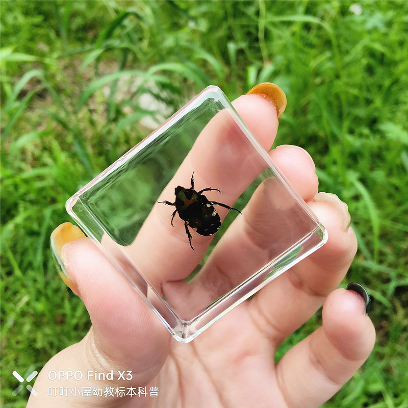 은색 점박이 푸른 거북이