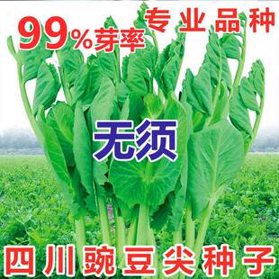 �����Iһ��һ���o��㶹��N�Ӵ��~�֗U�붹�ش�ˮ����ѿ�˷N��