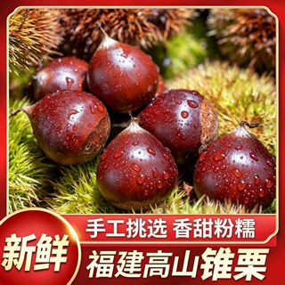 新鲜现采粉糯香甜当季新货福建锥栗 大果圆粒锥栗 蒸煮炒烤都好吃