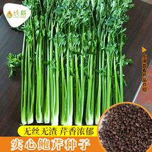 章丘鲍芹种子四季芹菜种籽高产西芹小香芹籽种实心盆栽苗蔬菜种孑