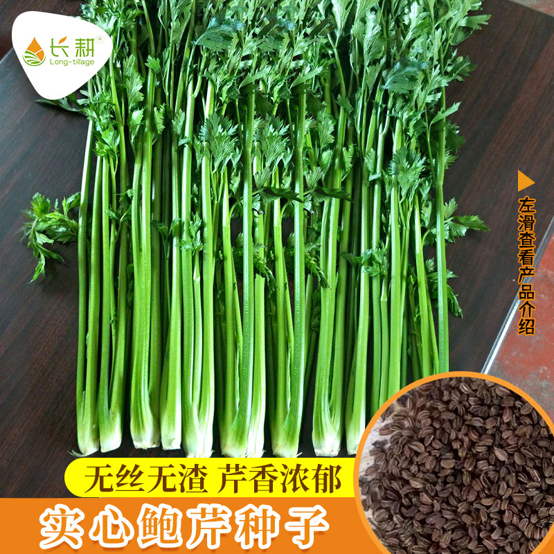 章丘鲍芹种子四季芹菜种籽高产西芹小香芹籽种实心盆栽苗蔬菜种孑