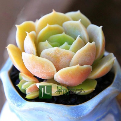 온시노 4~5cm (플라스틱 화분으로 배송이 용이함)