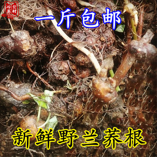 ���rҰ�w�������� �Ĵ����w�����_�i500g���] Ұ�m�w���w