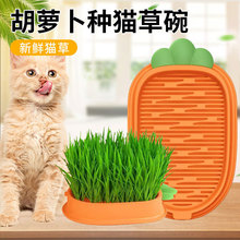 猫草盆栽小麦种子育苗盘无土水培化毛草猫薄荷自已种好幼猫咪零食
