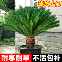 铁树盆栽绿植花卉树苗大盆景苏铁开花公母客厅室内绿植好养植物
