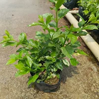 Цветочный лист, искусственная сумка Forsythia, рассада в горшках, рассада для внутреннего и наружного двора, вечнозеленые инженерные озеленительные рассады, устойчивые к высоким температурам и затенению.