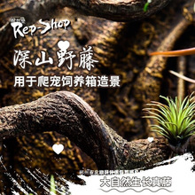 厂家直销攀爬藤条造景睫角树栖爬宠箱藤蔓过江龙爬宠饲养箱植物树