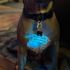 アクリルLED犬札ペット夜の散歩安全灯性化カスタムペット名前レーザー彫刻