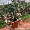 Base direct supply ｜ Net celebrity plant weeping jasmine potted bazaar jasmine white jade butterfly indoor Thai green plants