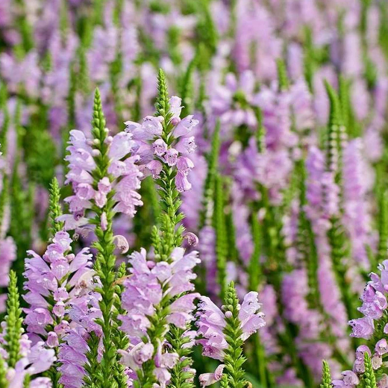 Ложные семена головы дракона озеленение цветы зима зимовка в открытом поле клумба Фотография оборудование для плавания без косточек гранат давление воды