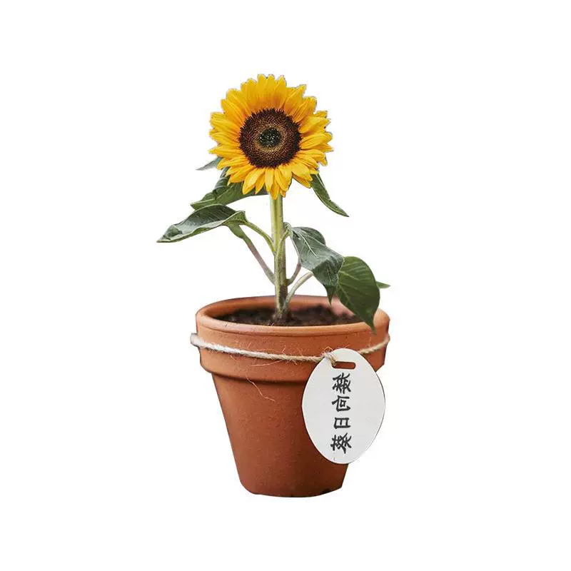 Семена подсолнечника, цветы, гномик Ся, белый любовник, мини-украшения для балкона, комнатные цветы в горшках