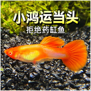 ���\���^��ȸ�~���w�t�^�Pβ�~���L��ˮ�Ꭷ�~С���~ˮ���~�^�p�~