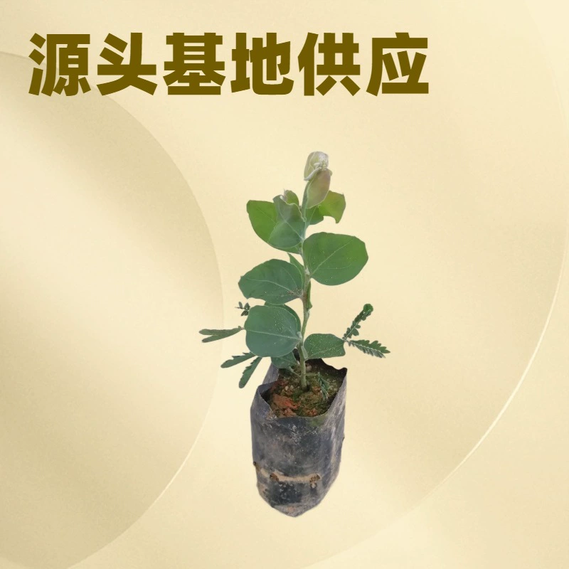 Ежемесячная база продаж на открытом воздухе просмотр цветов пейзаж дерево Серебряный лист акации чашка саженцы садовые Цветочные саженцы оптом