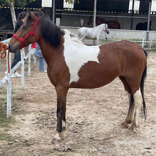 �R���R�������R���R�T���R����С���R�����Rƥ�����ɹ��R