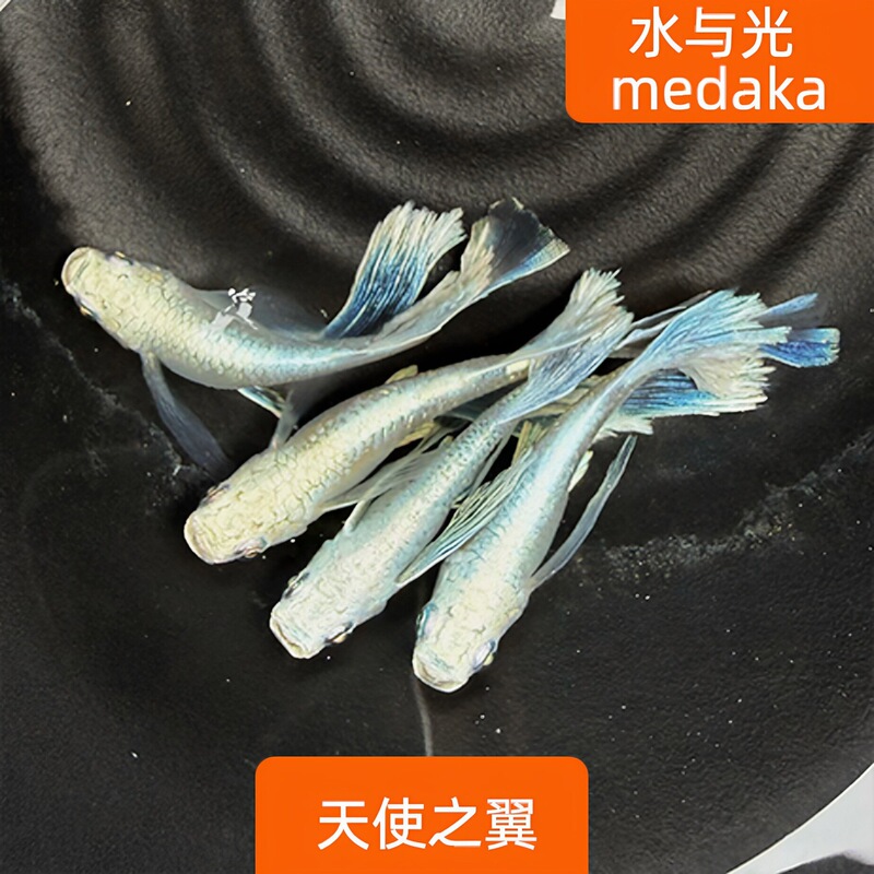 Watch for the Survival of the Blue Medaka Fry, a Hardy Fish with Angel Wings That Does Not Require Oxygen, Native to Freshwater and Cold Water, and Can Be Raised Using Traditional Methods