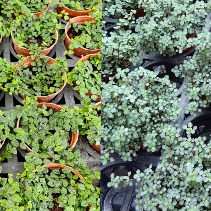Miniature Small-Leafed Ferns, Bb Grass, Wolf Tail Ferns, Aquatic and Terrestrial Rainforest Rain Landscape Bonsai, Potted Indoor Plants