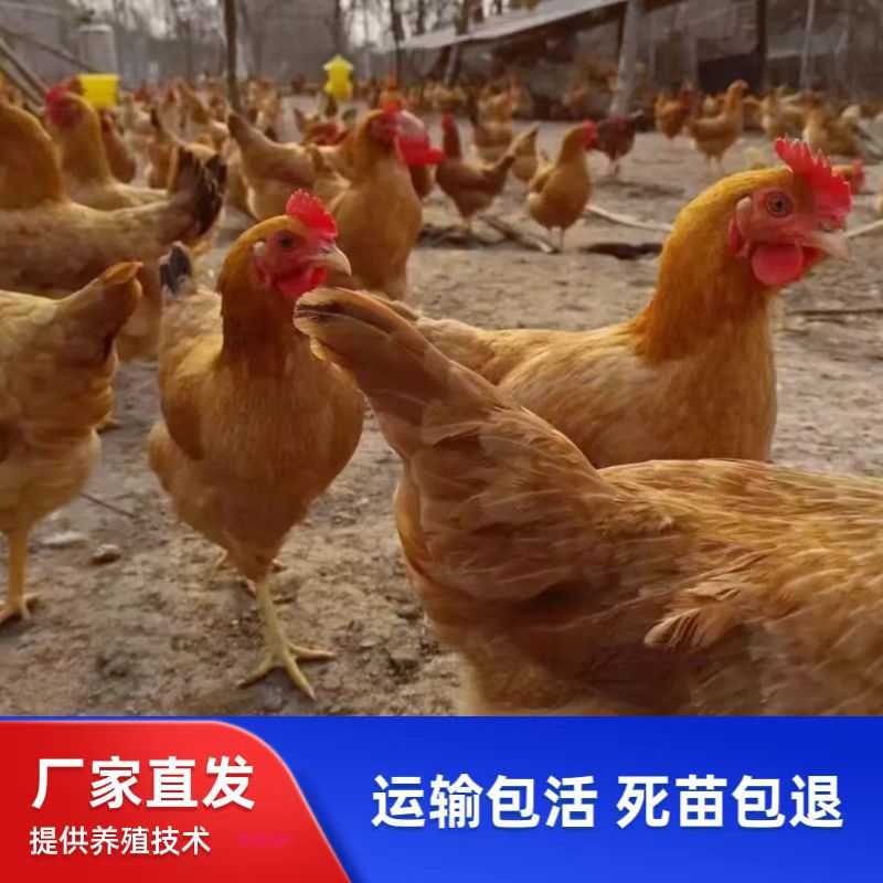 麻羽苏禽高产绿壳蛋鸡苗黄羽小种细脚产蛋鸡活体小鸡苗散养土鸡苗