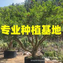 ������ʯ������ ���ʹ�t��ʯ������l ͥԺ���^��ʯ��r��