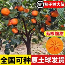 һ�����l���Ә�������o���u����ͥԺ�Nֲ���Ե����Ϸ������Nֲ