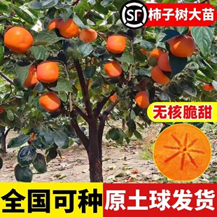 һ�����l���Ә�������o���u����ͥԺ�Nֲ���Ե����Ϸ������Nֲ