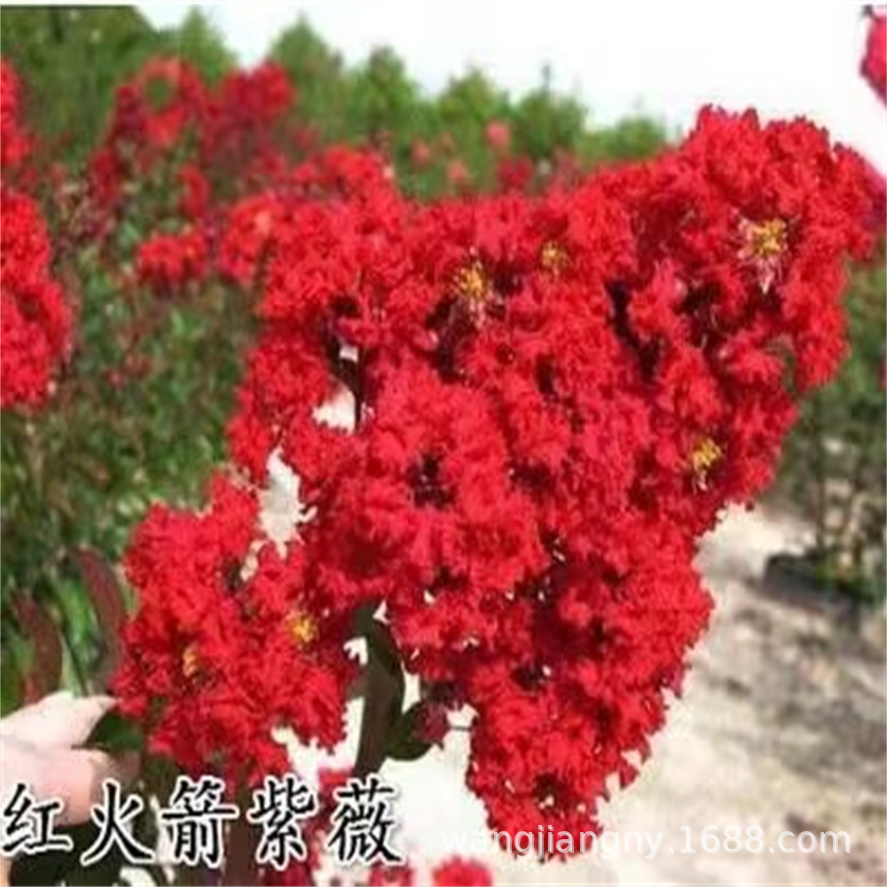 紫薇树苗庭院别墅地栽丛生紫薇红花多杆红火箭耐寒绿化苗木风景树