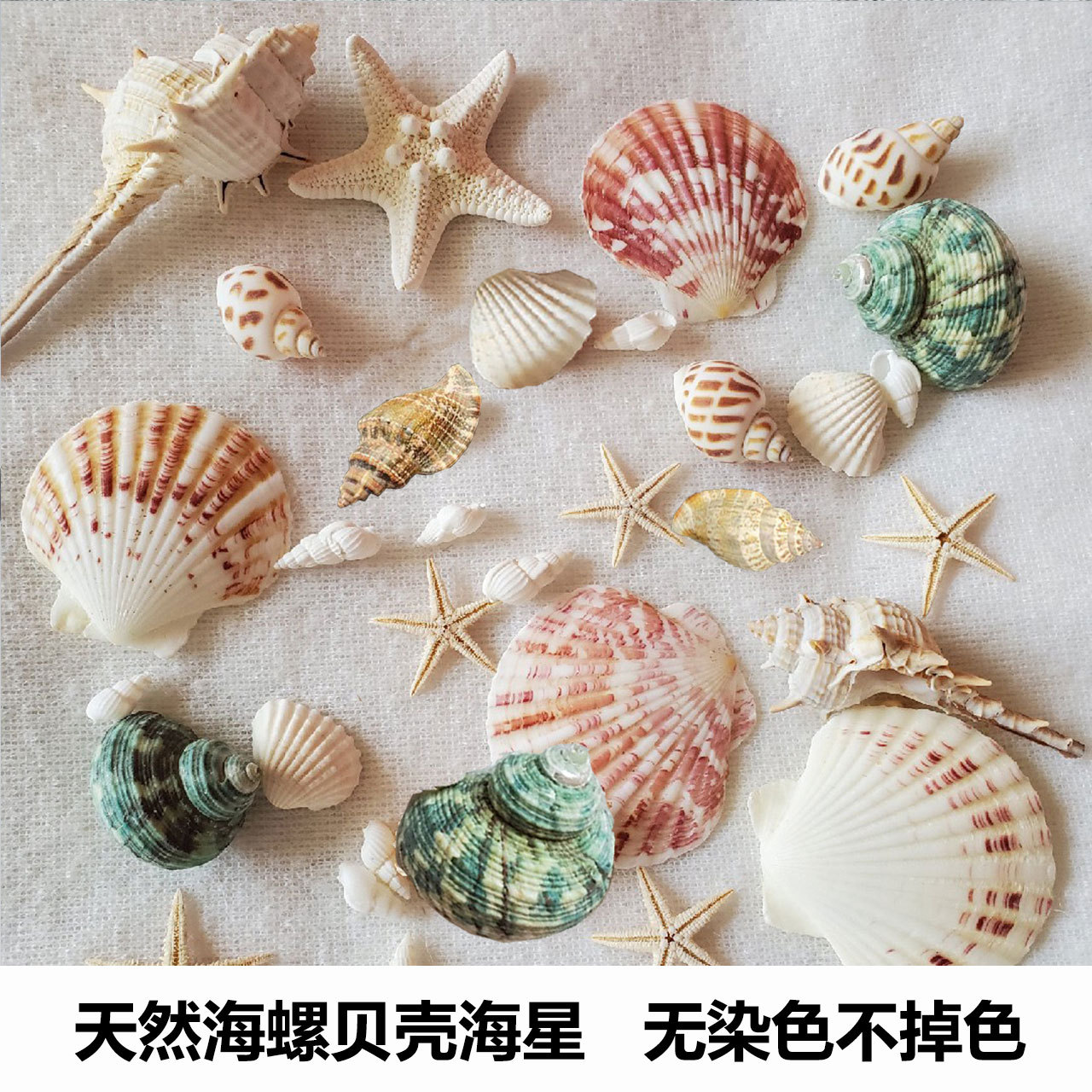 海边贝壳海螺海星海胆壳幼儿园手工diy相框漂流瓶风铃打孔小贝壳