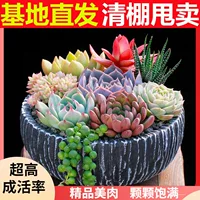 Мясистое растение оптом Новое мясистое сочетание мясистое растение в горшке Каменный цветок База Юлу Продано