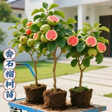 ��ʯ�����Ř��t�Ĺ������޽��ϱ����NֲͥԺ���Ե����ļ�����