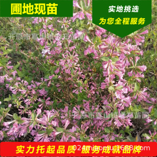 �F���ļ��\������������\�������ͺ��@��ֲ�﹤��������G�h����