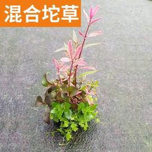 �~��ˮ������쾰��ˮ�B�~ˮ�ݻ��wֲ���������쾰�ײ������Bֳ