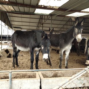 �������H�Bֳ�����۸��N�H������ٽ�����H�x�r��