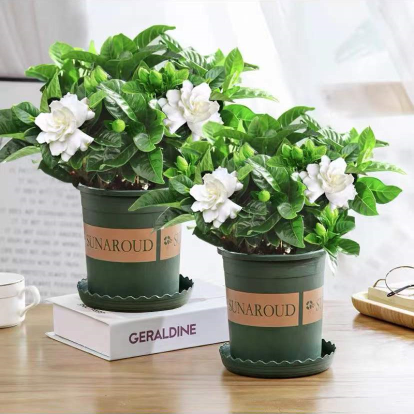 大叶小叶栀子花树苗四季易活水培观花植物阳台庭院室内桌面盆栽花