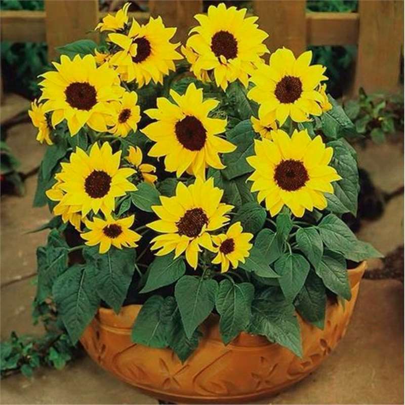 Semillas de girasol, semillas de flores de cuatro estaciones, jardín interior y exterior, balcón para ver semillas de flores ornamentales