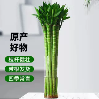 文昌竹龙竹支带根水养富贵转运竹节节高水培植物室内客厅植物