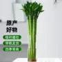 文昌植物客厅水培转运竹