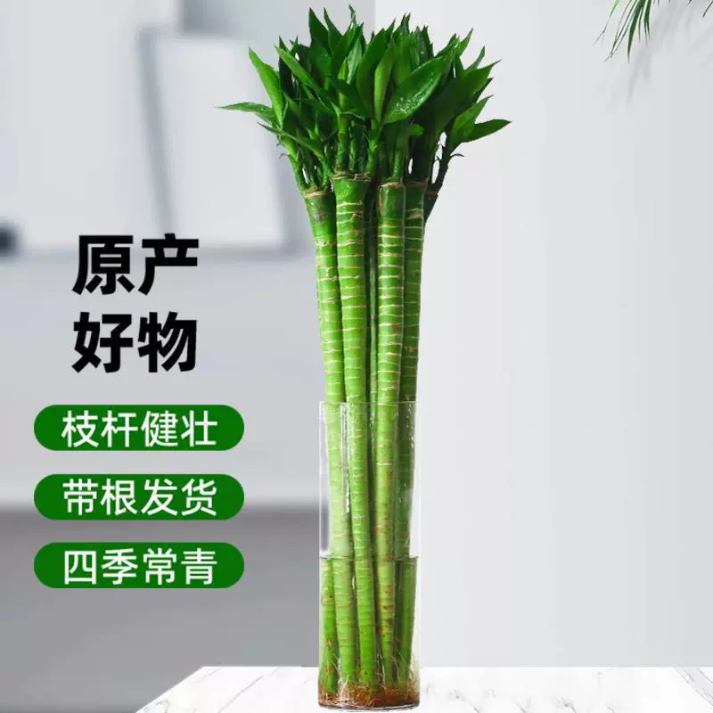Wenchang Bamboo Dragon Bamboo с корнями Гидропонное растение для богатства и процветания, комнатное растение для гостиной.