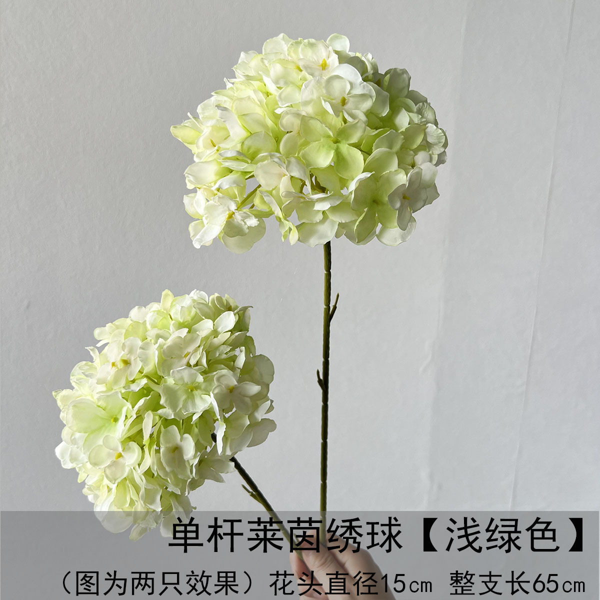 Hortensia Rheinland de un solo tiro - verde claro