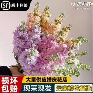 ���_�m�r���滨��ϻ���ֱ�l�r�л����r�҃�ˮ��ֲ����ò廨��S